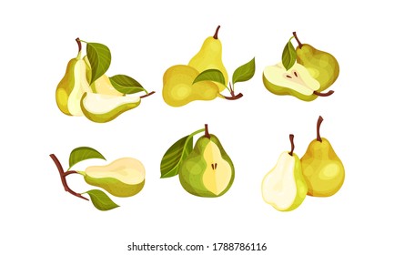 Pomaceous Pear Fruit with Upper End of Flower Stalk and Green Fibrous Leaf Vector Set