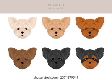 Pomapoo clipart. Pomeranian Poodle mix. Different coat colors set.  Vector illustration