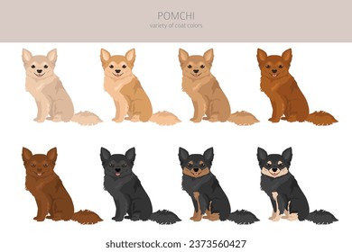 Pomchi clipart. Pomeranian Chihuahua mix. Different coat colors set.  Vector illustration