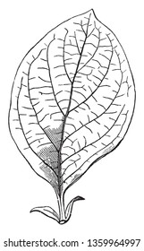  pome fruit leaf,  vintage line drawing or engraving illustration.
