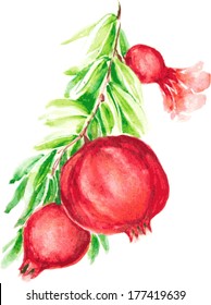 Pomegranate aquarelle vector