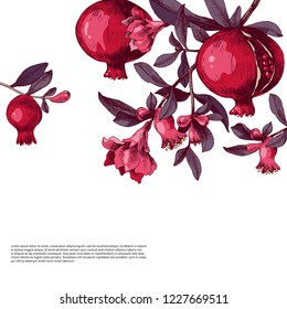 Pomegranate background with flowers, fruits and place for your type design. Vector illustration