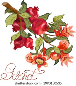 Pomegranate branch in color illustration.Branch with pomegranates and flowers on a white background in vector illustration.