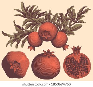 Pomegranate branch and pomegranate fruit .Design set. Hand drawn engraving. Editable vector vintage illustration. Isolated on light background. 8 EPS