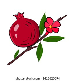 Pomegranate branch with fruit, flower and leaves vector illustration isolated on a white background