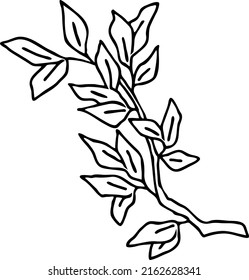 Pomegranate branch with green leaves. Botanical rural decorative element garnet foliage. Spring season environment detail. Hand drawn retro vintage vector illustration, Old style line drawing.