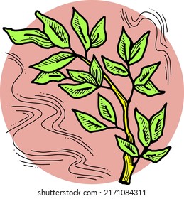 Pomegranate branch with green leaves. Botanical rural decorative element garnet foliage. Spring season environment detail. Hand drawn retro vintage vector illustration, Old style line drawing.