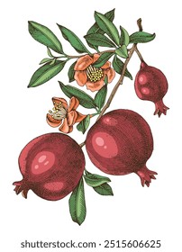 Pomegranate branch hand drawn vector illustration