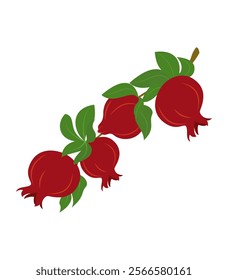 Pomegranate branch illustration.Exotic fruit on isolated background.Vector clip art.