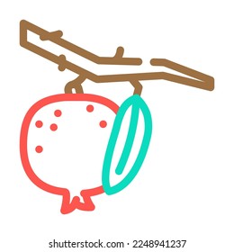 pomegranate branch leaf color icon vector. pomegranate branch leaf sign. isolated symbol illustration