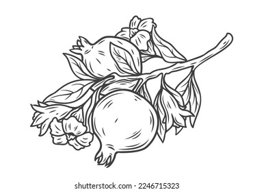 Ilustración vectorial de la línea de bifurcación granada. Árbol tropical con contorno de mano con flores, hojas y frutos de granate enteros maduros, planta con floración que crece en verano exótico o jardín de primavera