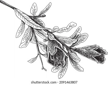 Pomegranate Branch  - sketchy hand-drawn vector illustration