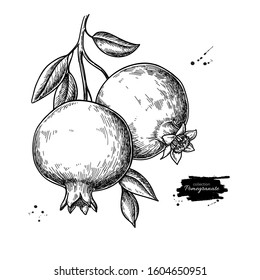 Pomegranate branch vector drawing. Hand drawn tropical fruit illustration. Engraved summer fruit. Whole objects with leaves. Botanical vintage sketch for label, juice packaging design, menu