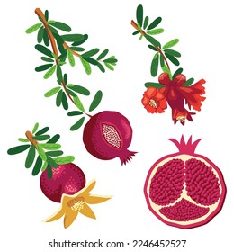 Pomegranate branches with fruits and flowers. Symbol of good luck, eternal life, love, fertility, abundance. Symbol of Israel and Azerbaijan.