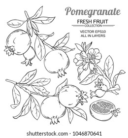pomegranate branches vector set
