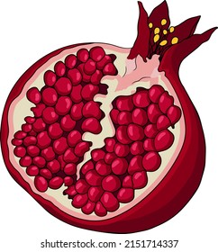 Ilustración vectorial de color granada sobre fondo blanco. Dibujo vegetariano. Fruto de grano maderable con semillas 