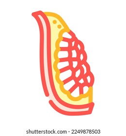 pomegranate cut ripe slice color icon vector. pomegranate cut ripe slice sign. isolated symbol illustration