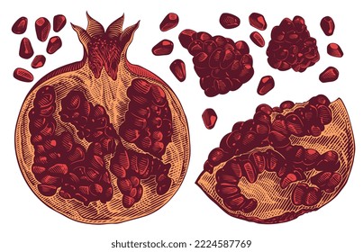 Pomegranate. Design set. Editable hand drawn illustration. Vector vintage engraving. Isolated on white background. 8 eps