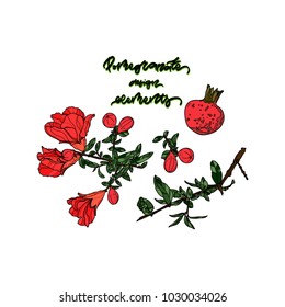 Pomegranate design set with pomegranate fruit,flowers  and branches. Vector illustration. Typography design elements for prints, cards, posters, products packaging, branding. 