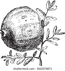 Pomegranate, From the Dictionary of Word and Things, 1888.