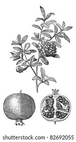 Pomegranate double flowers and fruit vintage engraving. Old engraved illustration of Pomegranate double flowers and fruit of the pomegranate with single flower. Trousset encyclopedia (1886 - 1891).