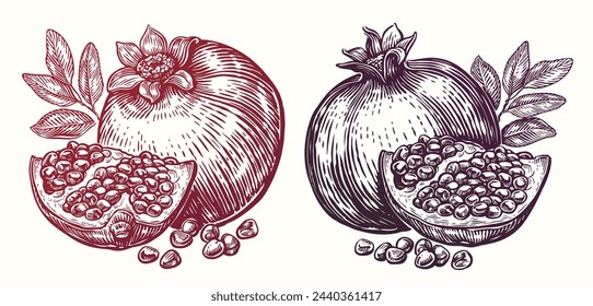 Pomegranate drawing. Hand drawn tropical fruit. Food sketch vector illustration