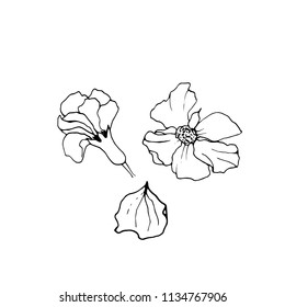 Pomegranate Floral vector illustration on white. Decorative pomegranate flowers.