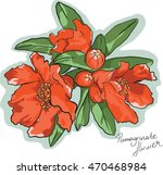 pomegranate flower and buds vector illustration