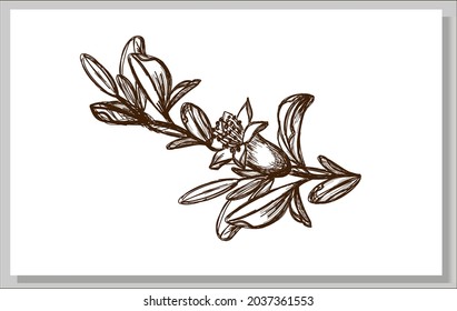 Pomegranate flower pencil drawing, branch with leaves. Hand-drawn pencil drawing on a white background. Vector image, sketch.