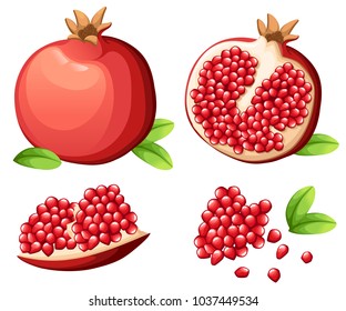 Pomegranate and fresh seeds of pomegranates. Vector illustration of opened pomegranate. Vector illustration for decorative poster, emblem natural product, farmers market. Website page design