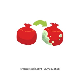 Pomegranate fruit becoming rotten and unfit for food, flat vector illustration isolated on white background. Fresh ripe and spoiled rotten pomegranate.