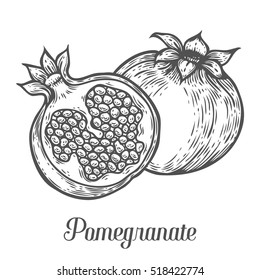Premium Vector | Pomegranate drawing garden fruit watercolor color sketch  isolated on white background