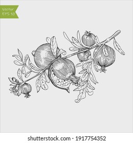 Pomegranate fruit, berry.Vector vintage fruits. Organic nutrition healthy food. Engraved hand drawn retro style.