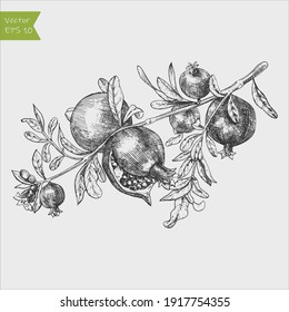 Pomegranate fruit, berry.Vector vintage fruits. Organic nutrition healthy food. Engraved hand drawn retro style.
