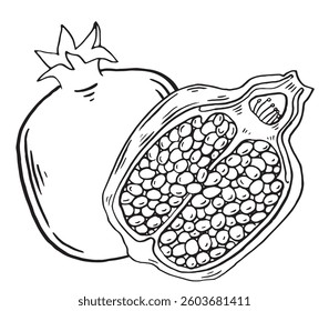 Pomegranate fruit brush sketch illustration. Vector stroke hand drawn food for menu and decoration clip art. Sketch Garnet ripe fruits and half, isolated engraved sign.