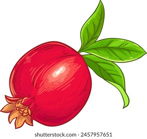 Pomegranate Fruit Colored Detailed Illustration