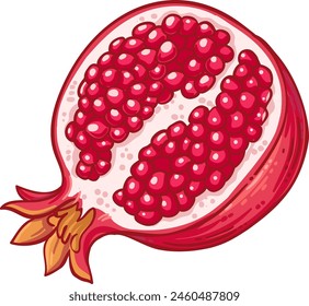 Pomegranate Fruit Colored Detailed Illustration