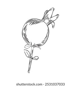 Pomegranate fruit drawn in flat style. Hand drawn illustration. Vector