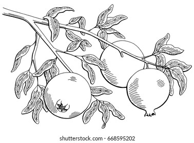 Pomegranate fruit graphic branch black white isolated sketch illustration vector