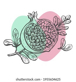 Pomegranate fruit in graphic technique. Isolated on white background. Vector illustration. Food, fruits, leaves, vintage, graphics, sketch. Poster, print, card design. Hand drawn realistic picture. 
