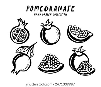 Pomegranate fruit hand drawn concept on white background