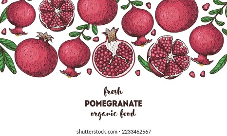 Pomegranate fruit hand drawn design. Vector illustration. Design, package, brochure illustration. Pomegranate border illustration. Design elements for packaging design and other.