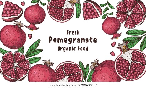 Pomegranate fruit hand drawn design. Vector illustration. Design, package, brochure illustration. Pomegranate border illustration. Design elements for packaging design and other.