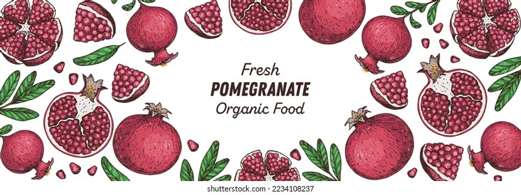 Pomegranate fruit hand drawn design. Vector illustration. Design, package, brochure illustration. Pomegranate border illustration. Design elements for packaging design and other.