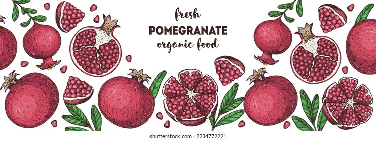 Pomegranate fruit hand drawn design. Vector illustration. Design, package, brochure illustration. Pomegranate border illustration. Design elements for packaging design and other.