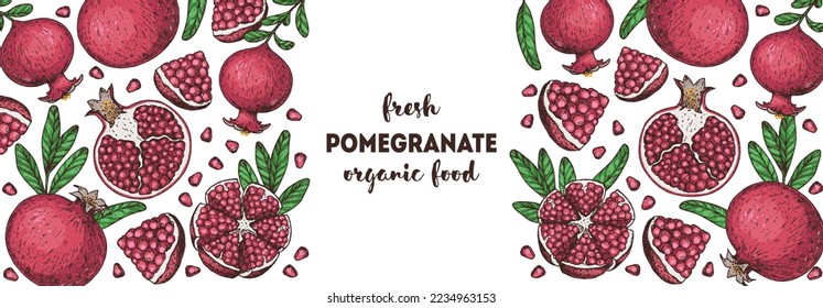 Pomegranate fruit hand drawn design. Vector illustration. Design, package, brochure illustration. Pomegranate border illustration. Design elements for packaging design and other.