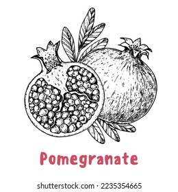 Pomegranate fruit hand drawn sketch. Vector illustration. Design, package, brochure illustration. Pomegranate  illustration. Design elements for packaging design and other.