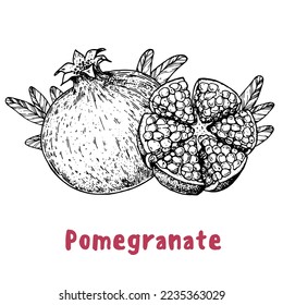 Pomegranate fruit hand drawn sketch. Vector illustration. Design, package, brochure illustration. Pomegranate  illustration. Design elements for packaging design and other.