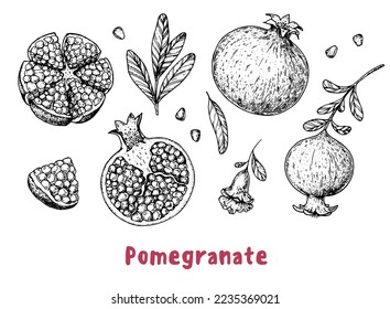 Pomegranate fruit hand drawn sketch. Vector illustration. Design, package, brochure illustration. Pomegranate  illustration. Design elements for packaging design and other.