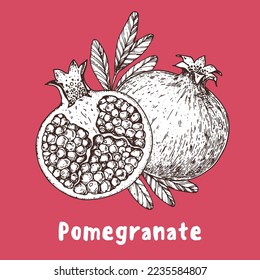 Pomegranate fruit hand drawn sketch. Vector illustration. Design, package, brochure illustration. Pomegranate illustration. Design elements for packaging design and other.